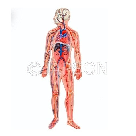 Model, Human Circulatory System Model, Human Circulatory System